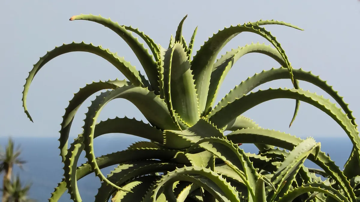 Salt-Resistant Plants for Coastal Gardens: A Beginner's Checklist